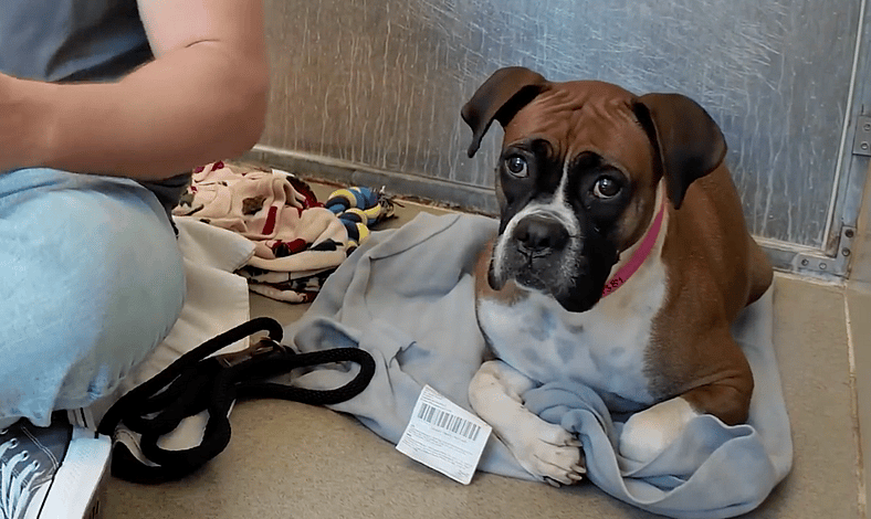 Kay - Sitting with dogs 87